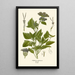 Ageratum coeruleum - Edward Step — framed artwork on a wall