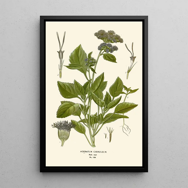 Ageratum coeruleum - Edward Step — framed artwork on a wall