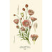 Immortelle annuelle - Edward Step — artwork view