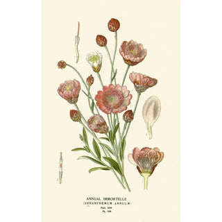 Immortelle annuelle - Edward Step — artwork view