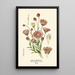 Immortelle annuelle - Edward Step — framed artwork on a wall