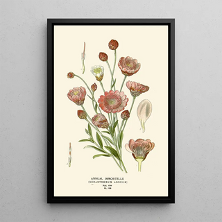 Immortelle annuelle - Edward Step — framed artwork on a wall