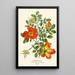 Eglantier d'Autriche - Edward Step — framed artwork on a wall