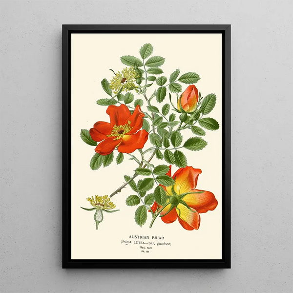 Eglantier d'Autriche - Edward Step — framed artwork on a wall