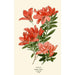 Azalea - Edward Step — artwork view