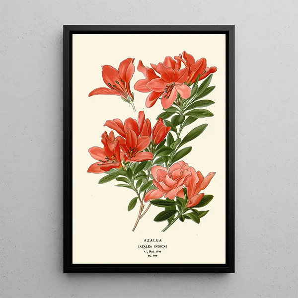 Azalea - Edward Step — framed artwork on a wall