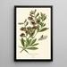 Reproduction of the painting Baptisia australis - Edward Step