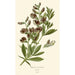 Reproduction of the painting Baptisia australis - Edward Step