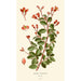 Begonia fuchsioides painting - Edward Step — artwork view