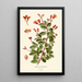 Begonia fuchsioides painting - Edward Step — framed artwork on a wall