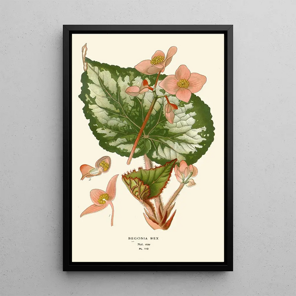 Reproduction of the painting Begonia rex - Edward Step