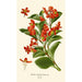 Begonia semperflorens - Edward Step — artwork view