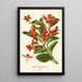 Begonia semperflorens - Edward Step — framed artwork on a wall