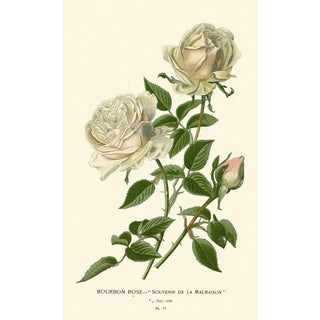 Rose Bourbon Souvenir de la Malmaison - Edward Step — artwork view