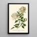 Rose Bourbon Souvenir de la Malmaison - Edward Step — framed artwork on a wall