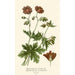 Geranium with Broad Petals - Edward Step — artwork view