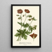 Geranium with Broad Petals - Edward Step — framed artwork on a wall