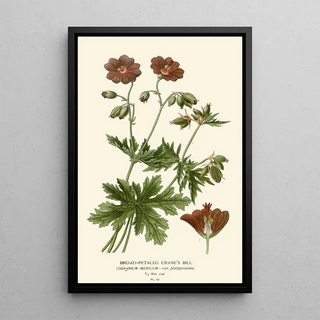 Geranium with Broad Petals - Edward Step — framed artwork on a wall