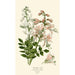 Burning Bush - Edward Step — artwork view