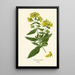 Reproduction of the painting Calceolaria rugosa - Edward Step