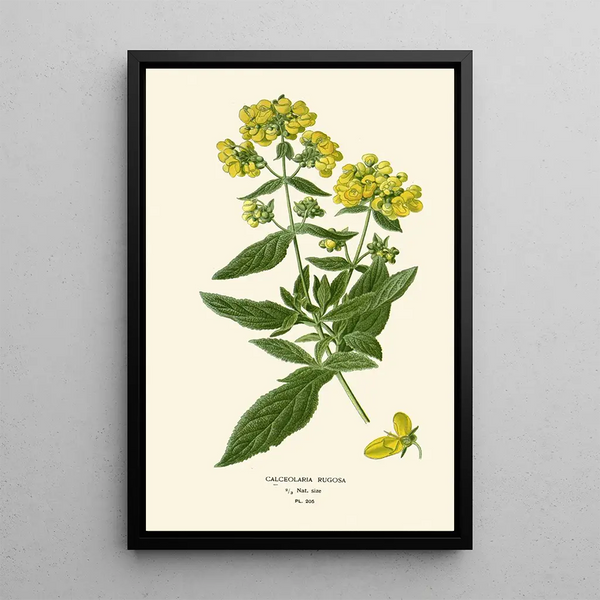 Reproduction of the painting Calceolaria rugosa - Edward Step