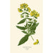 Reproduction of the painting Calceolaria rugosa - Edward Step
