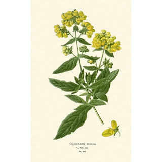 Edward Step - Calceolaria Rugosa.webp