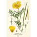 California Poppy Painting - Edward Step — artwork view