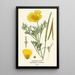 California Poppy Painting - Edward Step — framed artwork on a wall
