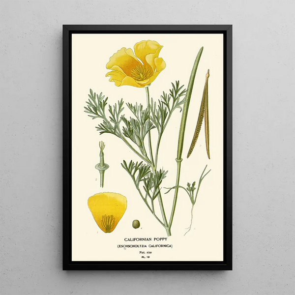 California Poppy Painting - Edward Step — framed artwork on a wall