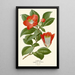 Reproduction of the painting Camellia - Edward Step