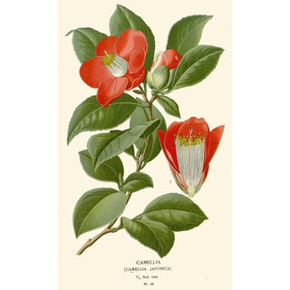 Edward Step - Camellia.webp