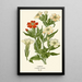 Companion - Edward Step — framed artwork on a wall