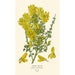 Canary Broom - Edward Step — artwork view