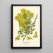 Canary Broom - Edward Step — framed artwork on a wall