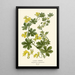 Reproduction of the painting Canary Nasturtium - Edward Step