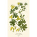 Reproduction of the painting Canary Nasturtium - Edward Step