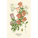 Reproduction of the painting Campanules - Edward Step