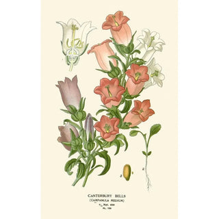 Edward Step - Canterbury Bells.webp