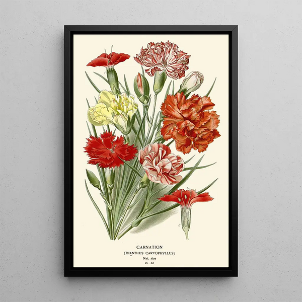 Reproduction of the painting Flowering Carnation - Edward Step