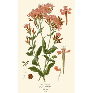 Silène - Edward Step — artwork view