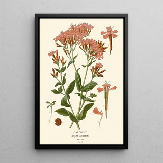Silène - Edward Step — framed artwork on a wall