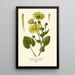 Doronic Painting of the Caucasus - Edward Step — framed artwork on a wall