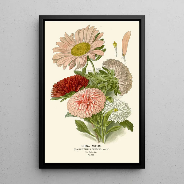 Reproduction of the painting Asters of China - Edward Step