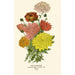 Reproduction of the painting Chinese Chrysanthemum Painting - Edward Step