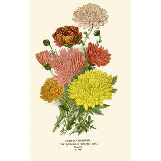 Edward Step - Chrysanthemum Sinense.webp
