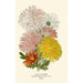 Chrysanthemums - Edward Step — artwork view