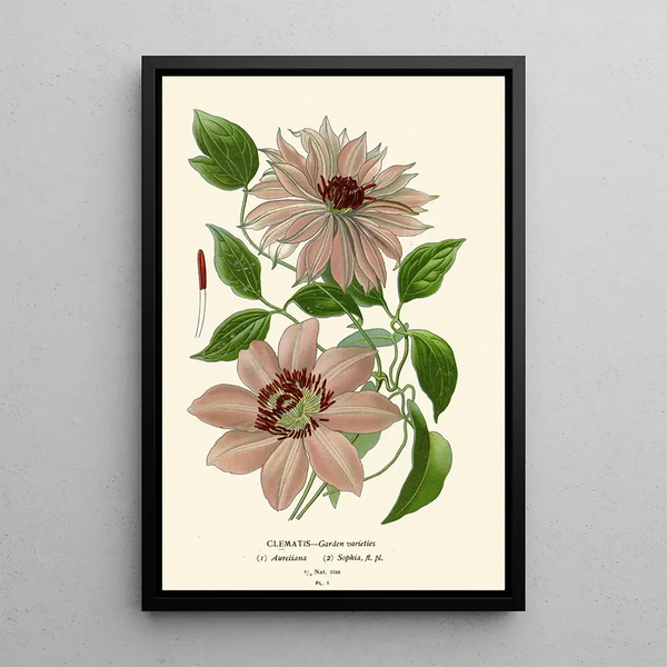 Reproduction of the painting Garden Clematis Painting - Edward Step