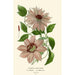 Reproduction of the painting Garden Clematis Painting - Edward Step