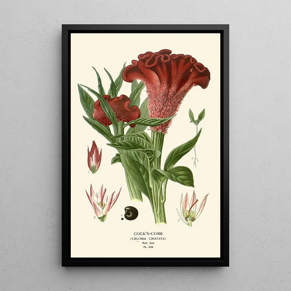 Célosie - Edward Step — framed artwork on a wall